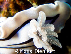 detail of willani nudibranch taken in Bunaken by Mona Dienhart 